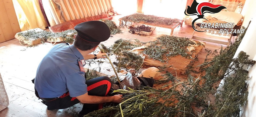 Denunciato agricoltore di 60 anni, aveva due chili di marijuana e un chilo di semi